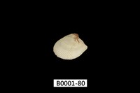 藏品(銀錦蛤)的圖片